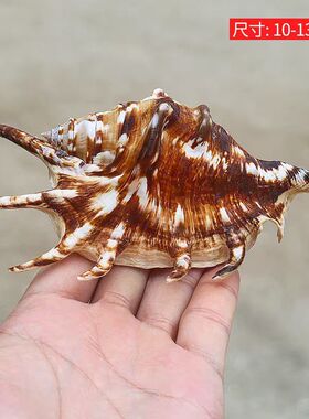 海贝缘天然海螺贝壳蜘蛛螺七角螺
