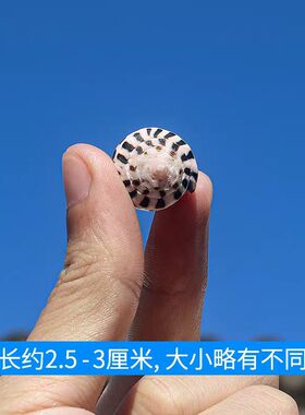 海贝缘天然海螺贝壳小斑芋螺家居