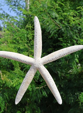 海贝缘大号拇指海星标本地中海