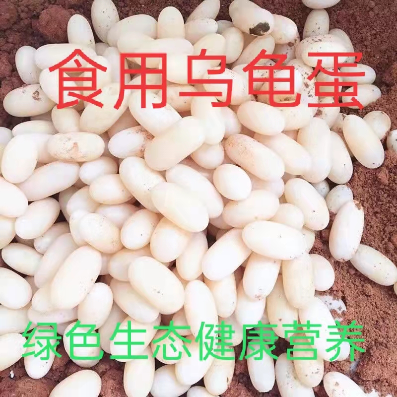 新鲜乌龟蛋食用草龟蛋石金钱龟白鸽蛋营养新鲜土特产农家龟蛋-图0