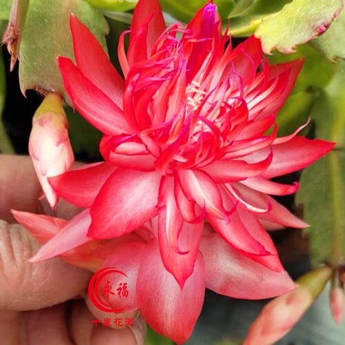 无根叶片 单瓣蟹爪兰 一枝发货 如评论所示不是很老 永福十里花街 - 图1