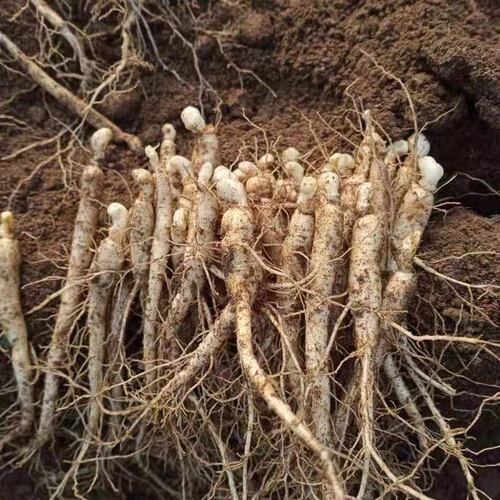 长白山人参苗新鲜盆栽野山参西洋参泡酒可食用可盆栽室内庭院种植 - 图0