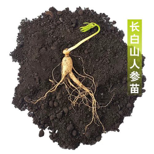 长白山人参苗新鲜盆栽野山参西洋参泡酒可食用可盆栽室内庭院种植 - 图3