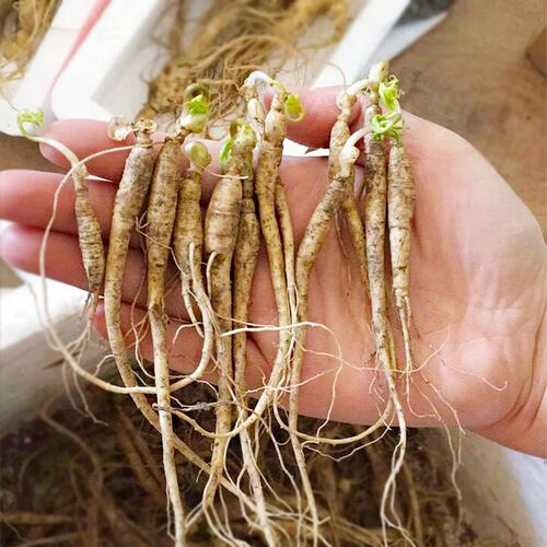 长白山人参苗新鲜盆栽野山参西洋参泡酒可食用可盆栽室内庭院种植 - 图2