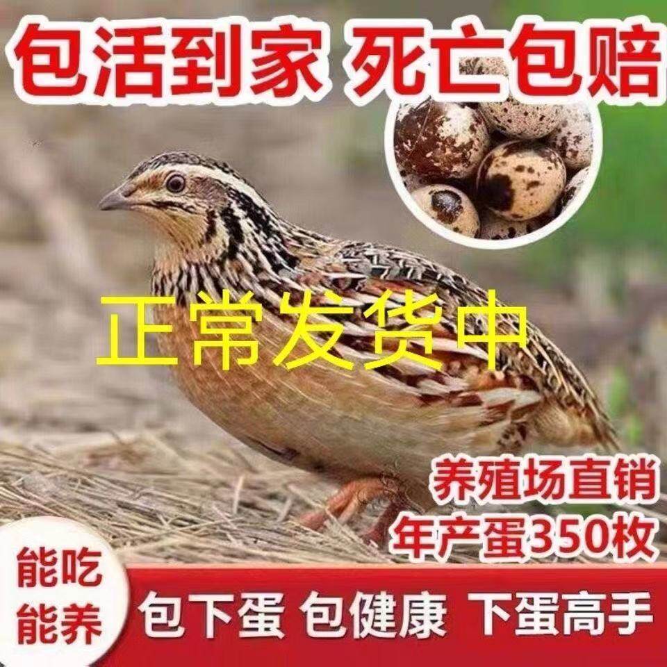 鹌鹑蛋苗 新人首单立减十元 22年8月 淘宝海外 鹌鹑蛋苗 新人首单立减十元 22年8月 淘宝海外