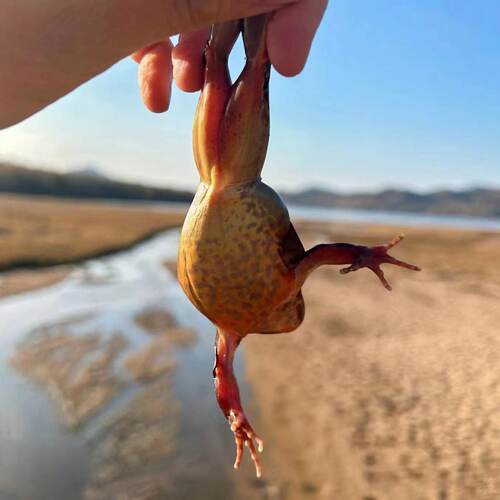 东北林蛙鲜活长白山活林蛙 深山泉水母豹子满籽满油活雪蛤 哈士蟆 - 图3