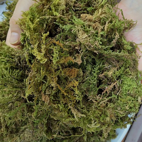 天然干苔藓水苔青苔蝴蝶兰花多肉石斛育苗营养土肥料乌龟冬眠垫材 - 图0