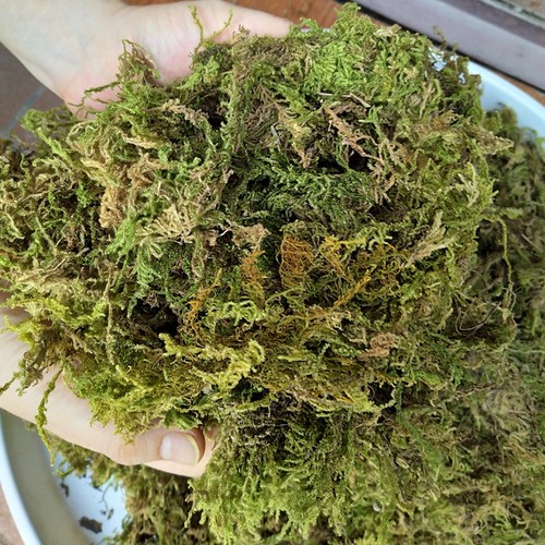天然干苔藓水苔青苔蝴蝶兰花多肉石斛育苗营养土肥料乌龟冬眠垫材 - 图3