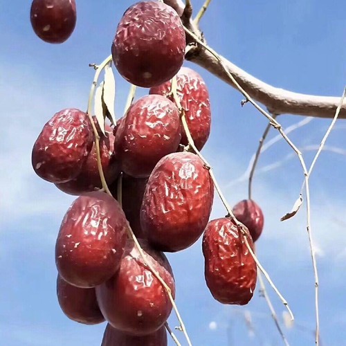 新货新疆灰枣新疆红枣特产新疆灰枣小红枣干枣散装称重整箱5斤2斤 - 图2