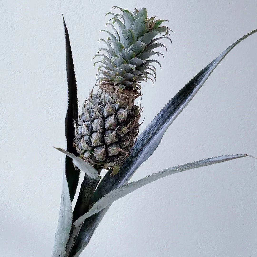 水养菠萝黑凤梨鲜花清新空气室内水培植物长花期鲜花带根,淘宝优惠券,粉丝福利购,淘宝优惠卷