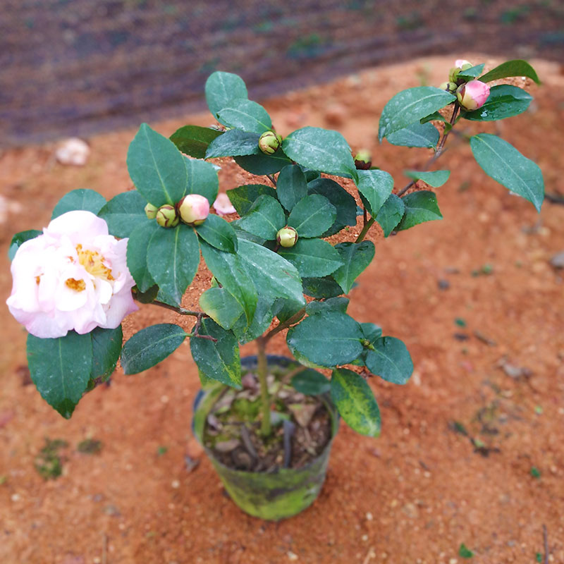 茶花苗苗香水茶花大红茶花树苗高档盆栽花卉盆栽茶花苗带花苞