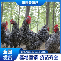 Pure breeds of asparagus eggs Luflower chicken small Miao loose raising young chicken adult chicken Shandong High-yield Boon Upper Reed Henna Rooster