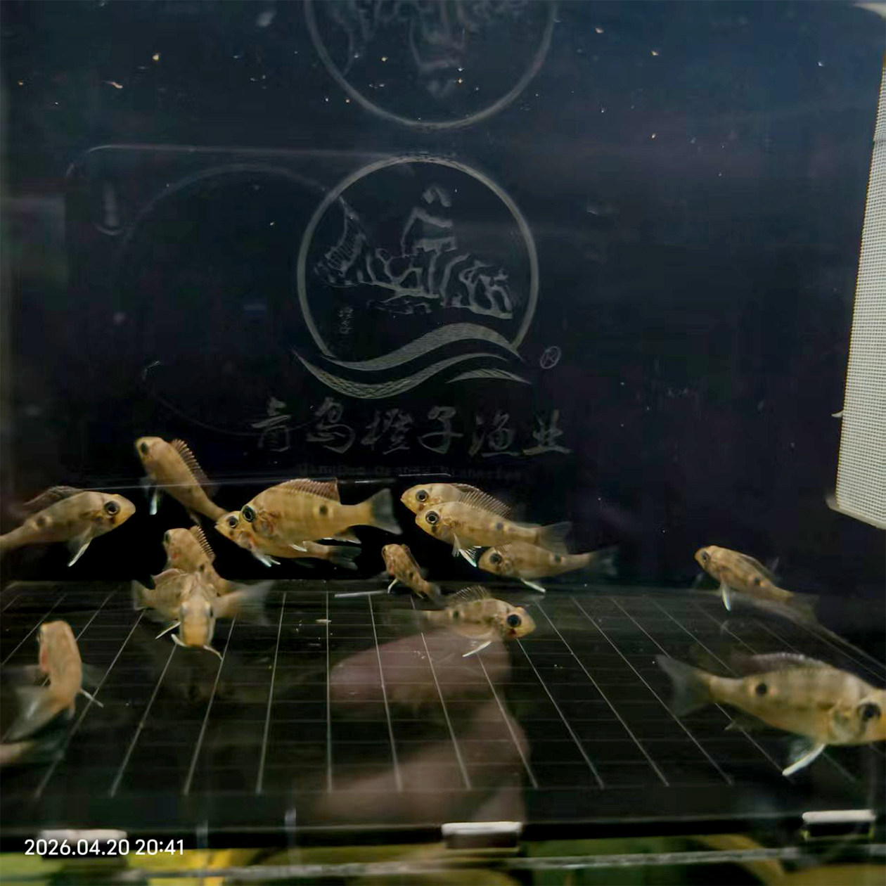 圣塔伦黄腹月亮宝石南美慈鲷温顺易养原生食土鲷热带鱼观赏鱼活体