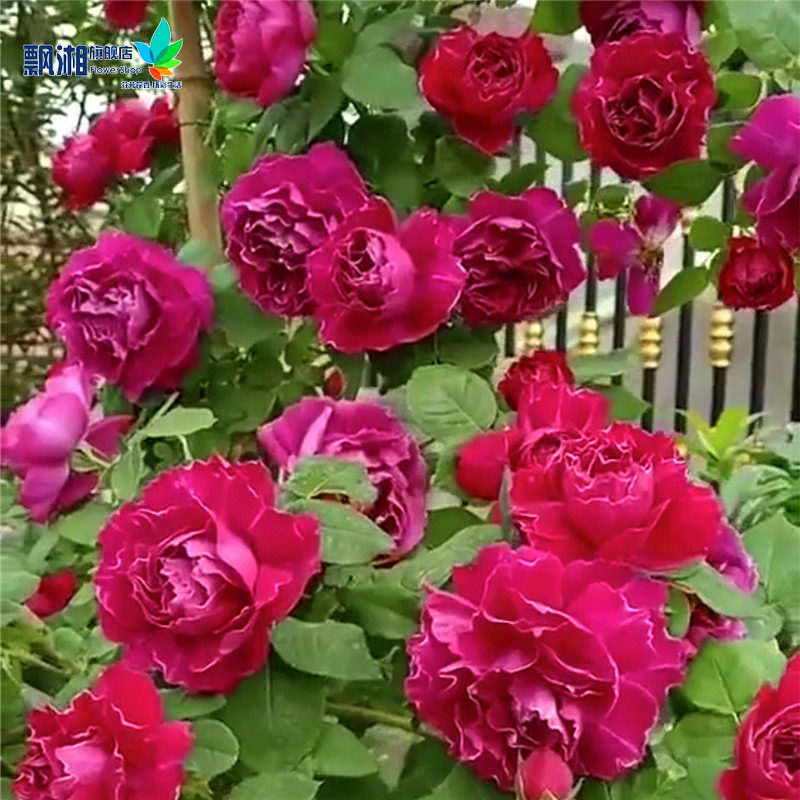 紫袍玉带月季花,白巧克力月季花,粉荔枝月季花(第8页)_大山谷图库
