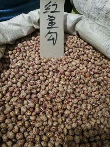 佳木斯龙丰蔬菜种子可劲摘19红金钩油豆角种子鼓豆豆角大棚陆地用 - 图0