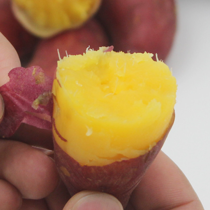 5斤装中号 野茗鲜番薯