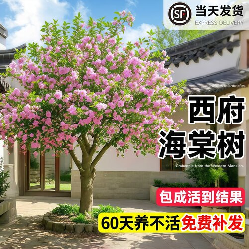 海棠树苗西府垂丝北美海棠苗地栽盆栽花卉风景树庭院植物大型树苗 - 图0