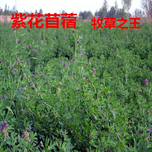 紫花苜蓿草籽黑麦草四季多年生耐寒牧草种子畜牧养殖鸡鸭牛羊鱼草 - 图1