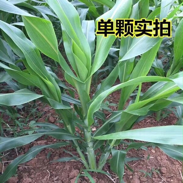 新品四季牧草苏丹高丹草种子牛羊兔鹅鱼吃的饲料草籽春夏播种耐热