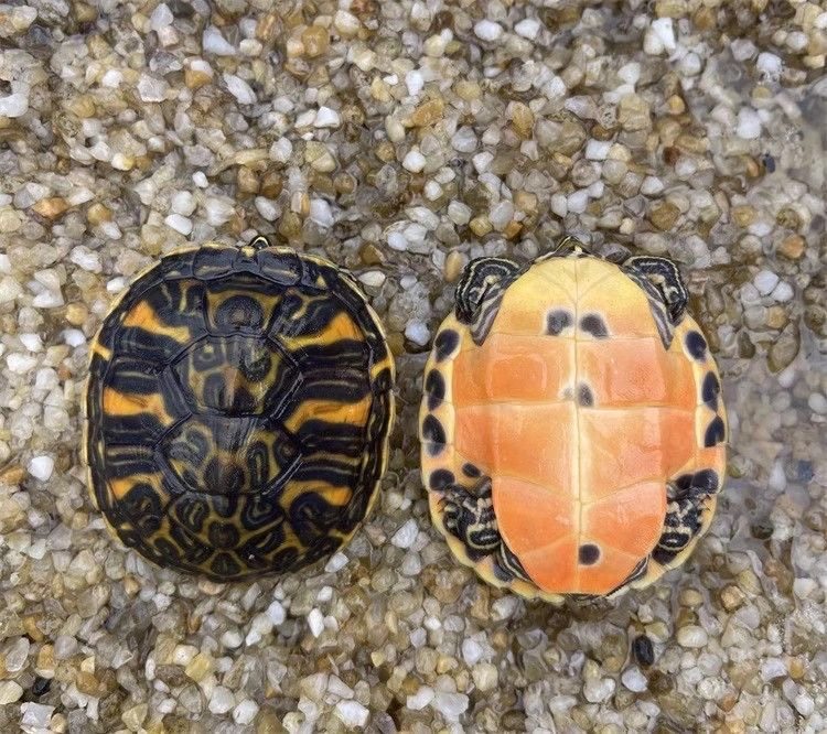 火焰龟正宗100%纯基因红腹观赏宠物龟火焰苗小乌龟纯种活物深水龟,淘宝优惠券,粉丝福利购,淘宝优惠卷