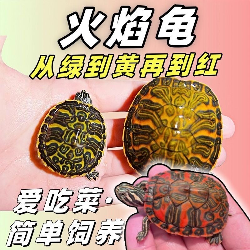 火焰龟正宗100%纯基因红腹观赏宠物龟火焰苗小乌龟纯种活物深水龟,淘宝优惠券,粉丝福利购,淘宝优惠卷