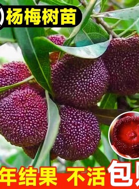 嫁接东魁杨梅树特大杨梅南北方种植盆栽果树当年结果