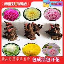 Heavy Petal Peony flower Miao Miao cold patio plant Four Seasons Flowering Thick and fragrant peony root Fast with flower buds Potted flowers