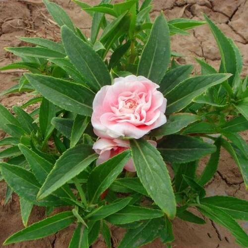 七彩凤仙花重瓣红重瓣指甲花苗急性子学生观察凤仙花懒人茶花多色 - 图0