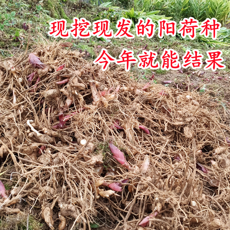 新鲜阳荷姜种根种苗湖北恩施特产阳藿茗荷阳台蔬菜根苗洋荷姜种苗 二哥工厂店 新鲜阳荷姜种根种苗湖北恩施特产阳藿茗荷阳台蔬菜根苗洋荷姜种苗 二哥工厂店