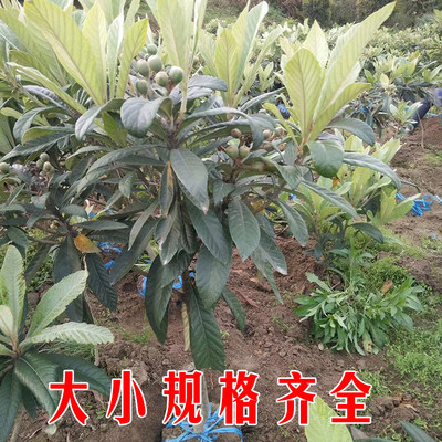 大五星枇杷果苗树盆栽地栽特大嫁接白玉枇杷苗树南北方种当年结果 虎窝淘