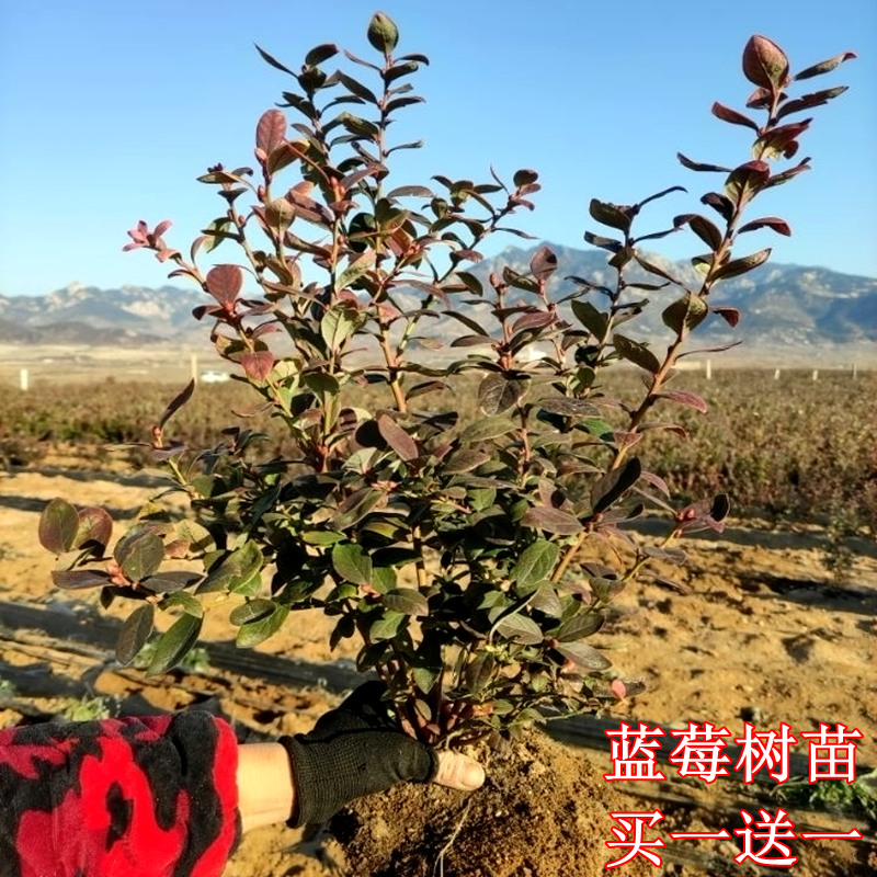 蓝莓树果苗盆栽地栽南北方阳台庭院四季种植当年结果特大蓝莓苗 - 图2