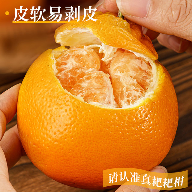 Chun Jian Raking Mandarin | Shangchao Boutique