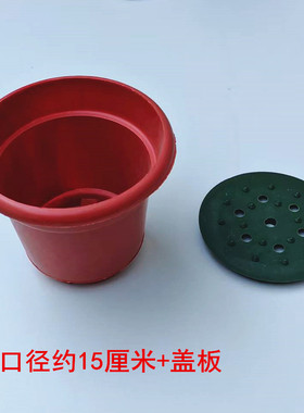 花盆可插菊花清明祭祀园艺插花