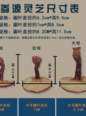 大号赤灵芝仿真观赏模型工艺品