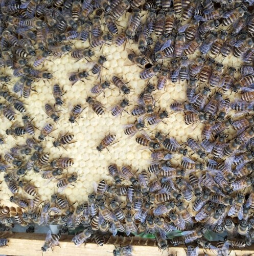 中蜂王优质种蜂王处女王蜜蜂阿坝王开产卵王笼蜂活体蜂群王双色王 - 图1