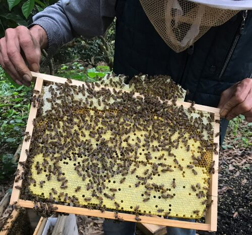 中蜂王优质种蜂王处女王蜜蜂阿坝王开产卵王笼蜂活体蜂群王双色王 - 图3