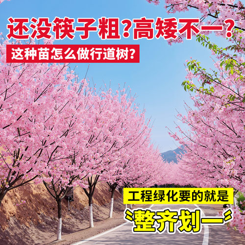 樱花树苗批发庭院大树晚樱冬樱垂枝樱南北方室外绿化工程苗风景树 - 图0