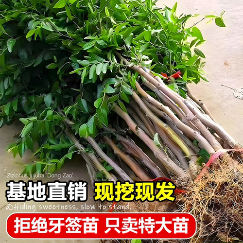 枣树活苗特大冬枣带土发货南北方沾化冬枣大树种植嫁接苗当年结果 - 图0