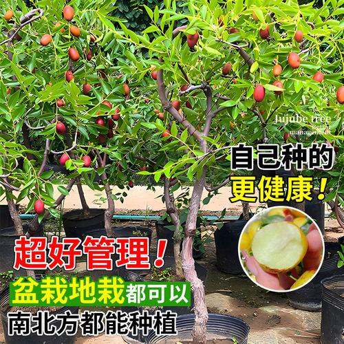 枣树活苗果树南方北方带土球种植嫁接冰糖枣特大超甜沾化冬枣苗树 - 图2