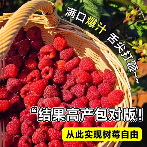 树莓苗双季覆盆子南北种植无刺耐寒四季结果阳台盆栽地栽庭院果树 - 图1