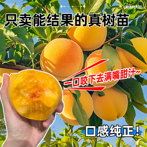 黄桃树果苗正宗锦绣黄桃树苗水蜜桃地栽庭院南方北方种植当年结果 - 图0