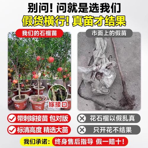 石榴树树苗突尼斯软籽盆栽地栽庭院特大带土全国四季种植当年结果 - 图0