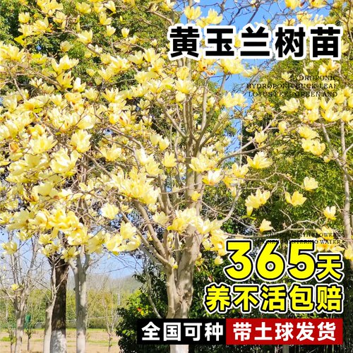 黄玉兰花树苗带花苞大树耐寒黄角兰植物庭院室外四季绿化盆栽开花 - 图1