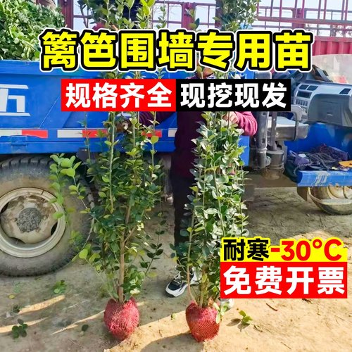 北海道黄杨冬青树苗篱笆墙围墙绿篱四季常青法国丛生大叶绿化植物 - 图0