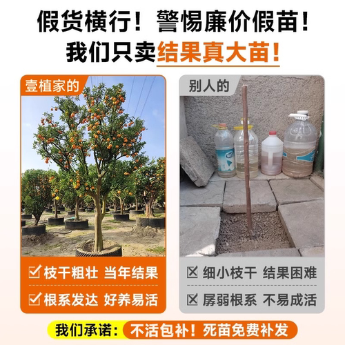 柿子树特大苗脆甜阳丰太秋火晶嫁接水果庭院盆栽南北方种植果树苗 - 图0