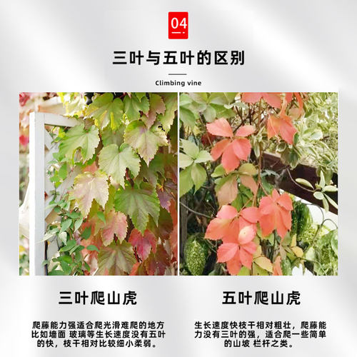 爬山虎爬藤植物四季三叶五叶爬山虎树苗不落叶花卉庭院室外爬墙虎 - 图3