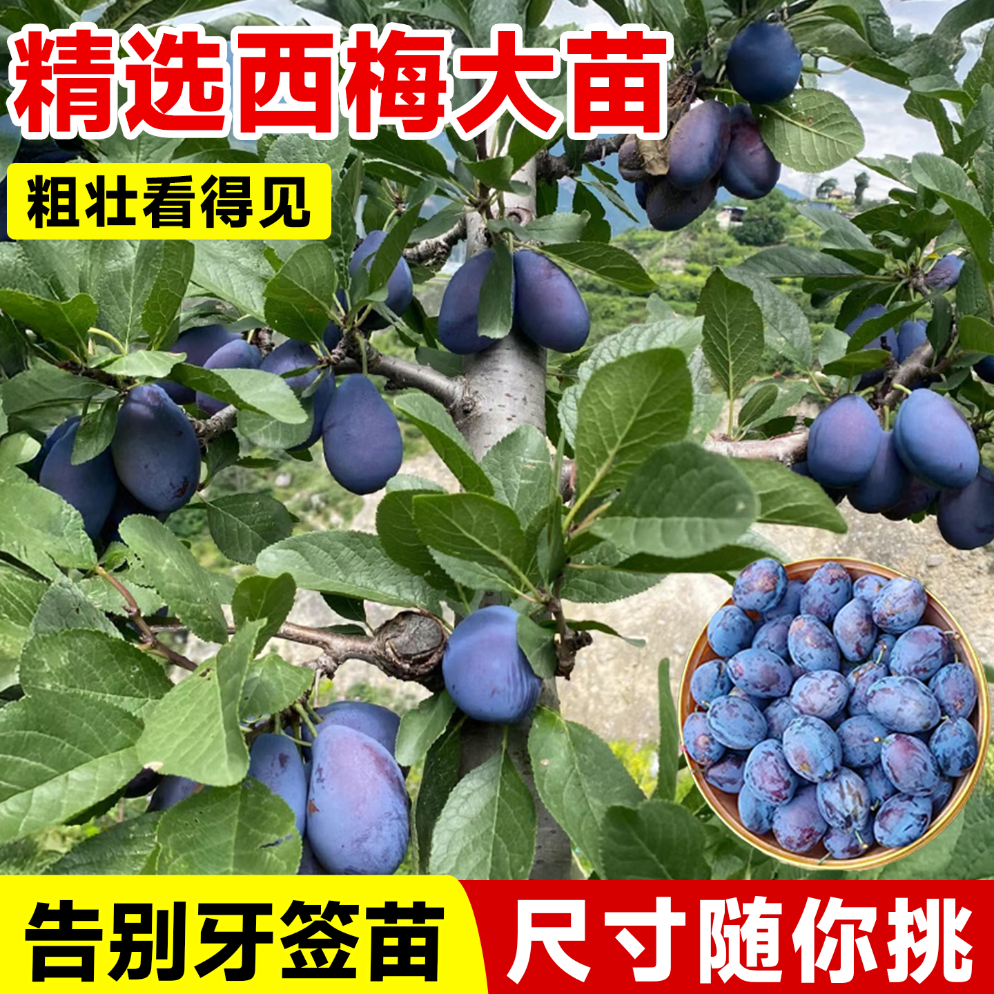 西梅树树苗蓝蜜西梅李子树苗南方北方室内外庭院带土盆栽当年结果,淘宝优惠券,粉丝福利购,淘宝优惠卷