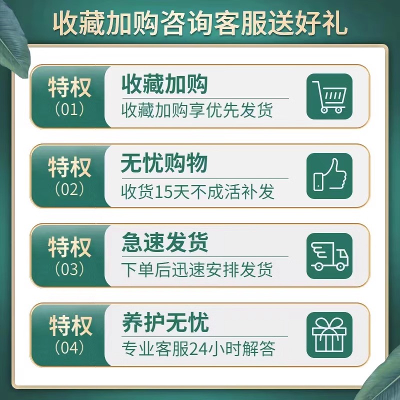 正宗清香胡椒木盆栽驱蚊草植物室内外桌面绿植老桩盆景四季好养活 - 图2