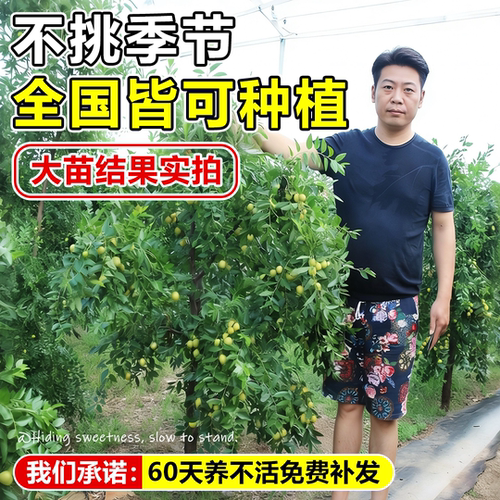 枣树活苗特大冬枣带土发货南北方沾化冬枣大树种植嫁接苗当年结果 - 图1