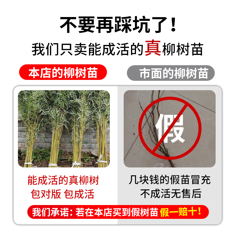 柳树树苗黄金柳金丝柳垂柳行道风景大树园林工程绿化北方耐寒乔木 - 图2